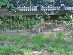 rabbit in driveway