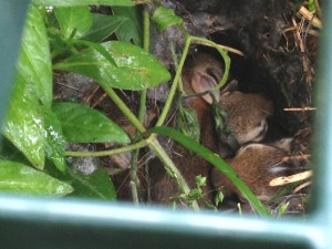 bunnies in crate