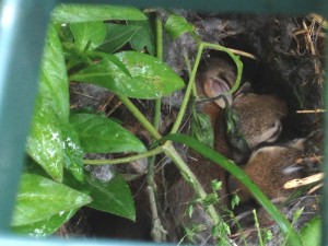 bunnies in crate