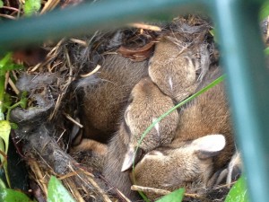 bunnies in crate