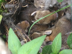 bunnies in crate