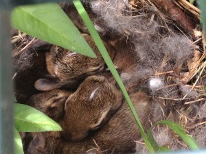 bunnies in crate