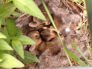 bunnies in crate