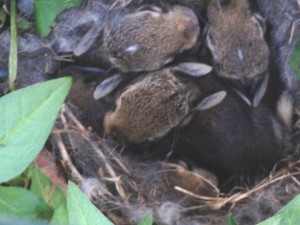 bunnies in crate