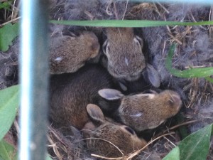 bunnies in crate