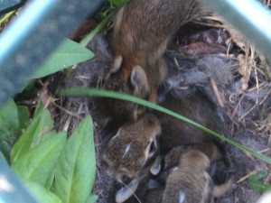 bunnies in crate