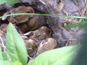 bunnies in crate