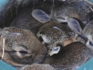 bunnies in crate