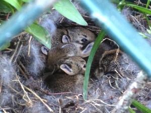 bunnies in crate