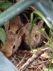 bunnies