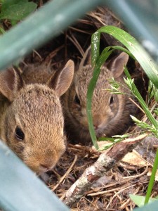 bunnies