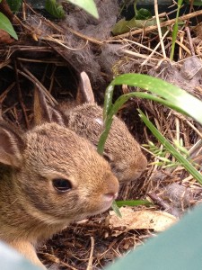 bunnies