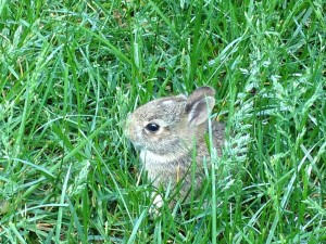 bunny in the grass