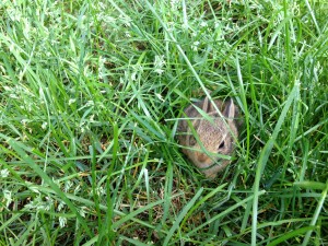 bunny in grass