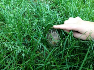 bunny in grass
