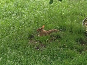 rabbit in grass