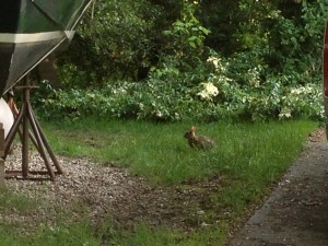rabbit in driveway
